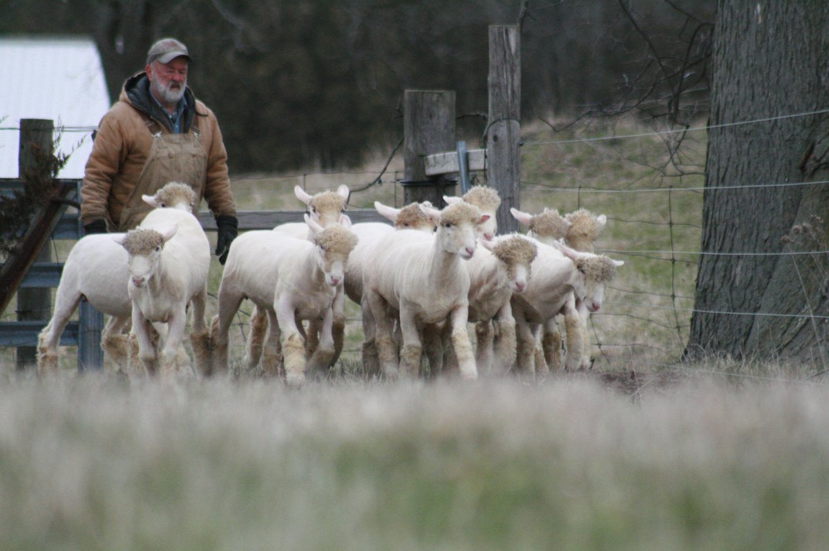 Just out for a little walk with <a href="/BrienSheep/">Brien Sheep</a>