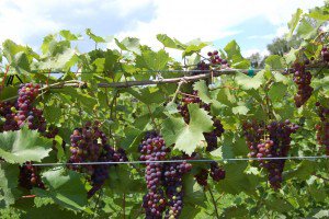 MidwestWine's tweet photo. Realizing the Cold Hardy Aroma Potential https://t.co/iKhrNloYXB https://t.co/vn6CEAtN58