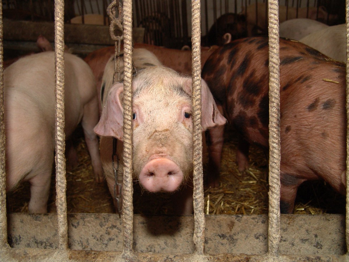 peta's tweet photo. It's #NationalFarmAnimalsDay. 9+ billion land animals are slaughtered in the US annually. You can help—#GoVegan! https://t.co/vhoMEirFeB