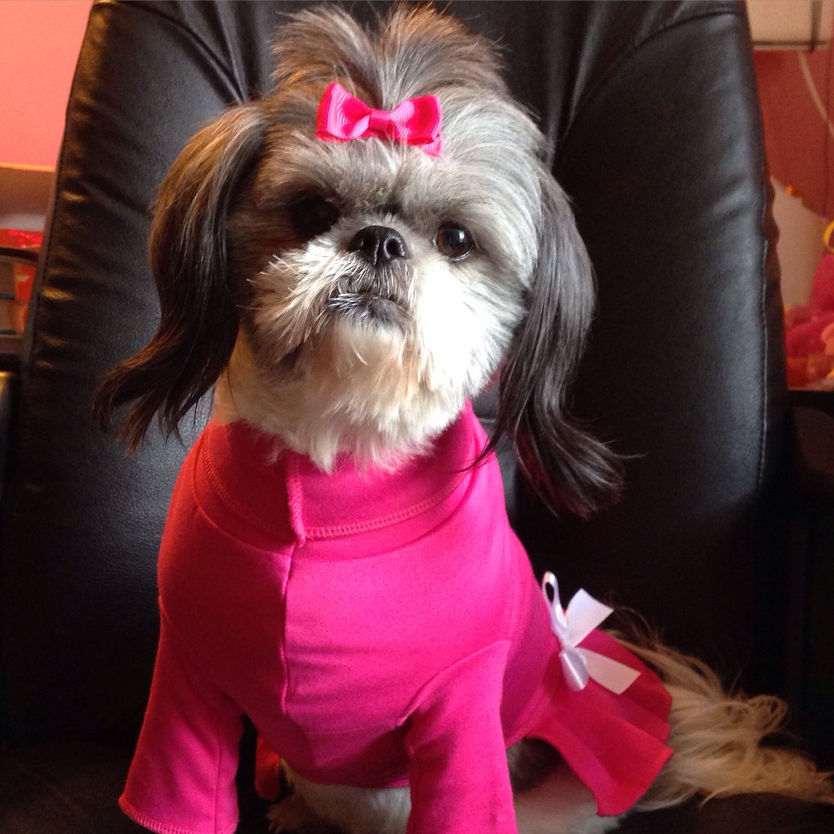misscocobeans1's tweet photo. Happy #SundayFunday I hope you have a beautiful day.💖 #dogsoftwitter #AdoptDontShop #shihtzu #rescuedog https://t.co/LfyjKzR1xT