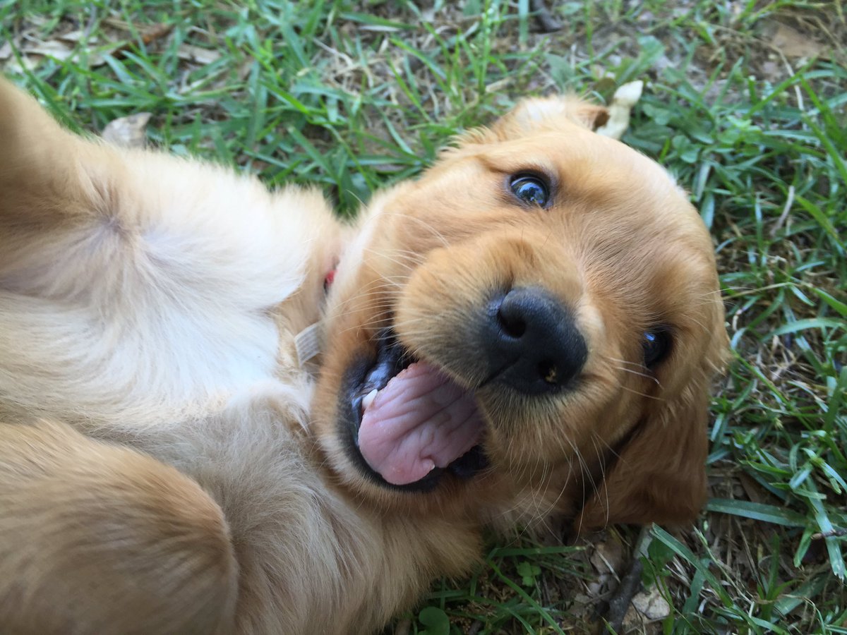 BBQDryRubs's tweet photo. It's going to be a fun day at our house!
#NewPuppy
#HePeesOften
#PuppyBreath
#RazorSharpTeeth https://t.co/l0j7kf4oEu