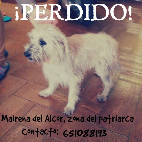 LostAnimales's tweet photo. #Sevilla #mairenadelalcor Perro perdido! https://t.co/nsoQMyC71t