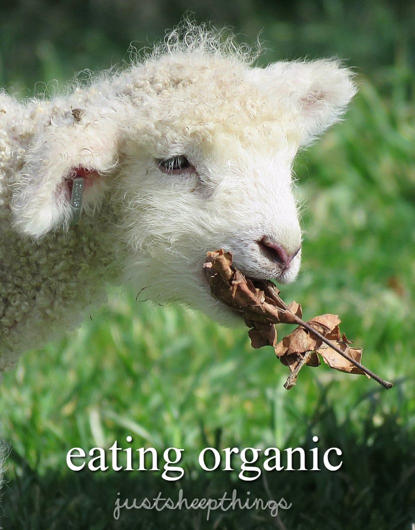 colonialwmsburg's tweet photo. "My flock? Oh, we've been on the raw food diet for years." #justsheepthings
#CWsheepweek
#colonialwilliamsburg https://t.co/7dQyJ35zyN