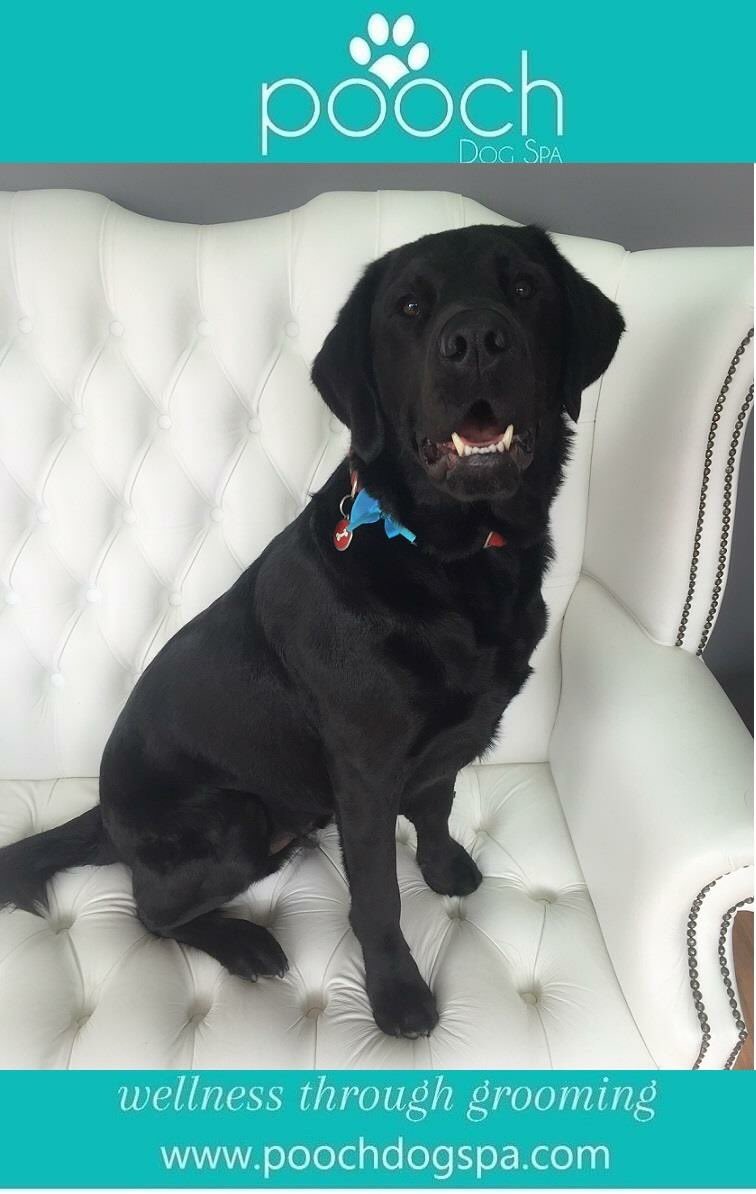 MrsHKeen1's tweet photo. Dave absolutely loves going to the Spa! Love this photo of him... Thanks @PoochDogSpa https://t.co/RF787WMlXw