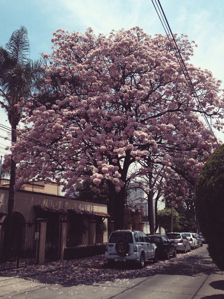 ChrieClementine's tweet photo. Guadalajara es bonita 🌸✨ https://t.co/zmjg2QUzZj