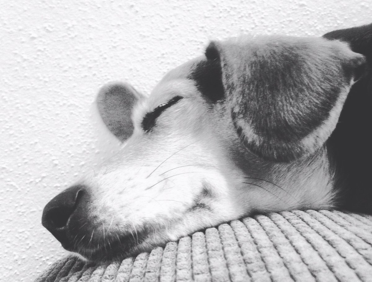 NeerDoWellsFilm's tweet photo. My dogs a slacker too!!! #neerdowellsfilm #slackercomedy #beagles #supportindiefilm https://t.co/gYkCIhJhqc