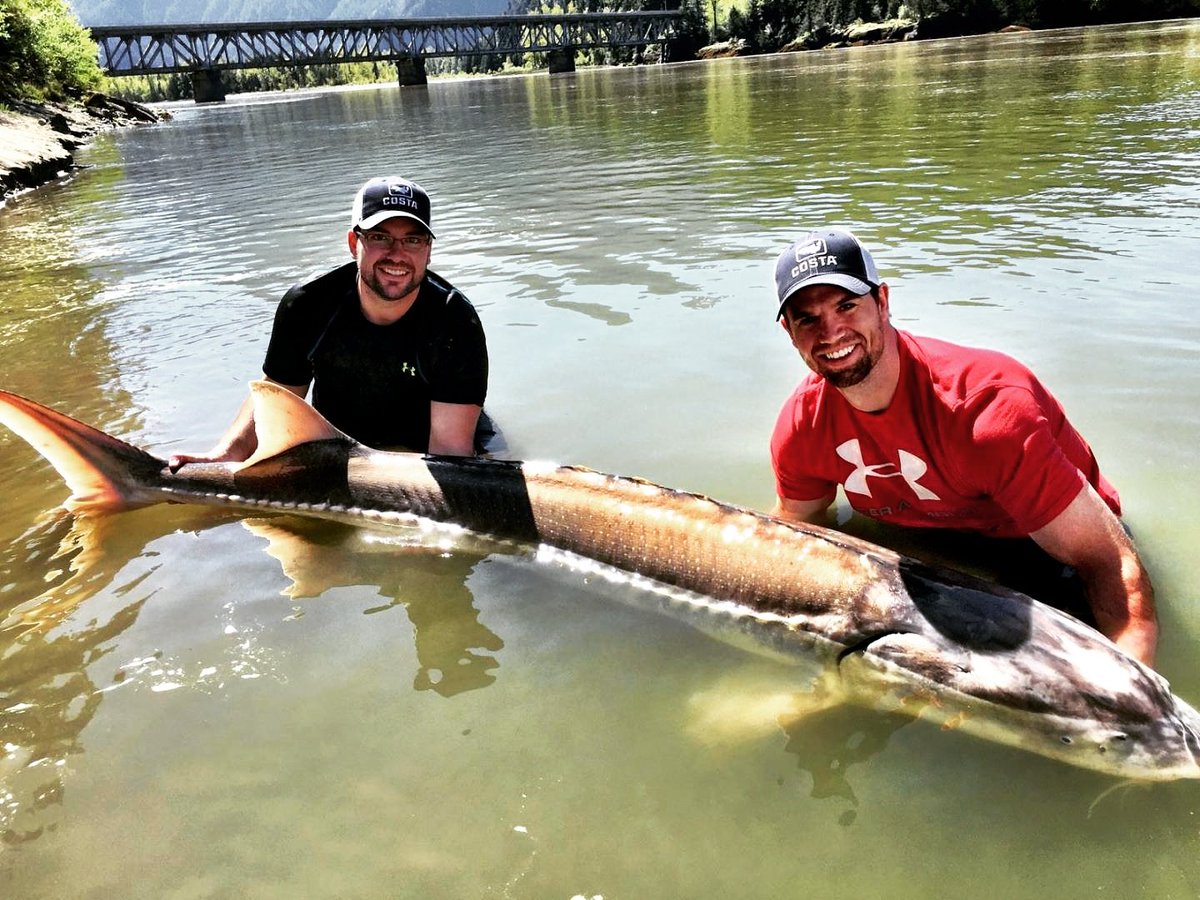 fishwizard13's tweet image. This 8 foot preastoric beast stole the show this weekend! #dinopatrol #fraserriver #BClife memories forever!