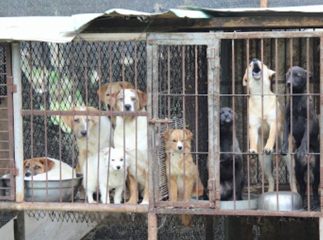 Собака нуреонги корейская. Едят ли в корее собак в 2023. В южной корее закроют крупный рынок собачьего мяса. В южной корее закроют крупный рынок собачьего мяса. Едят ли в корее собак в 2023.