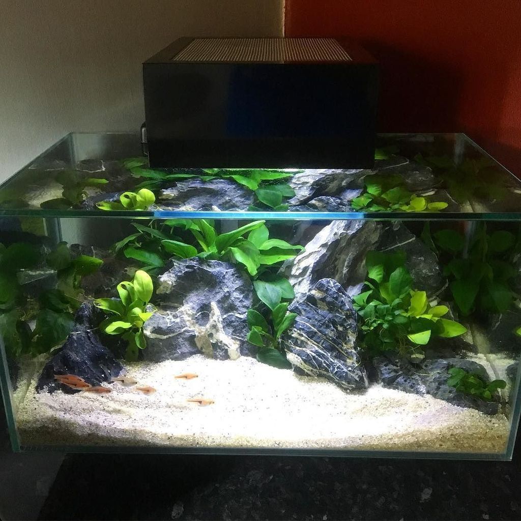 Akvaristan's tweet photo. #akvaristan #aquarium #akvaryum #aquarien The #anubias and #thaiurock scape #aquascape #aquarium #wetarms #plantedi… https://t.co/wTMTJTH5Qh