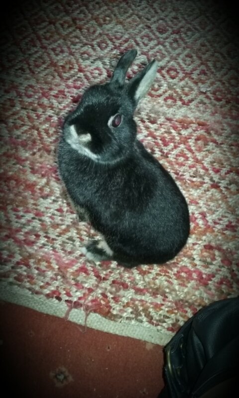 Who can resist a bunny who wants some love?