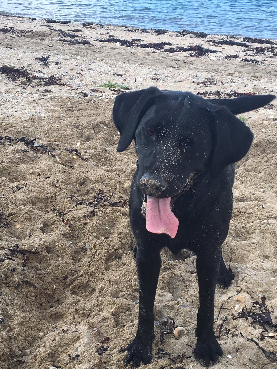 HeatherMunroxox's tweet photo. Lovely walk to @_Oystercatcher yesterday with Rob and Luna.. Gorgeous day, Luna loved having the run of the beach!x https://t.co/HShcbEmH0Q