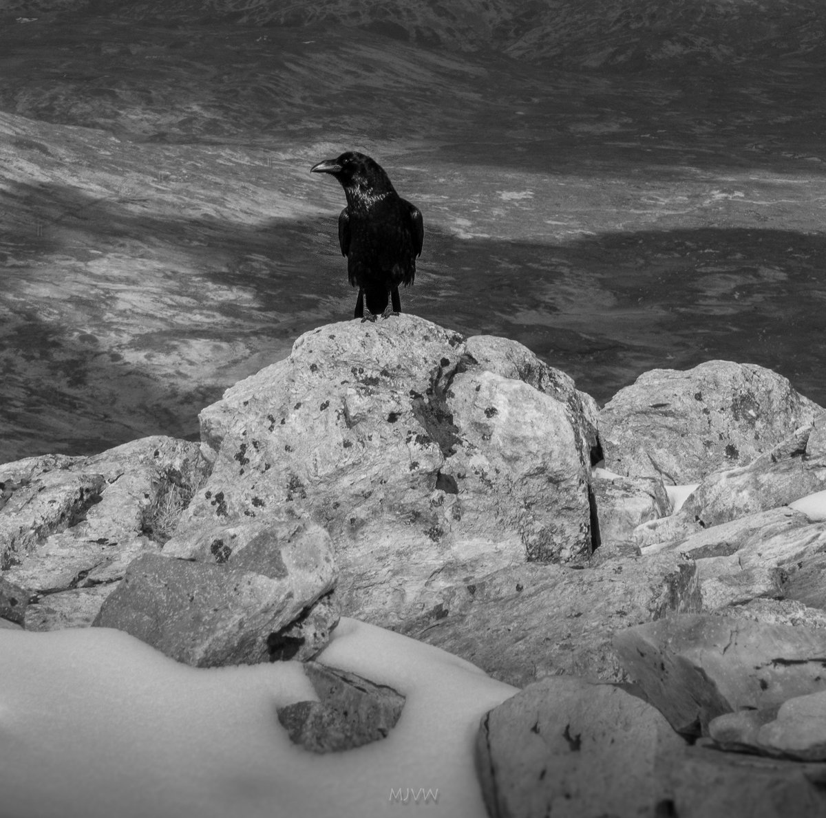 steamingboots's tweet photo. A Familiar friend to those who visit the Buachaille... seems he has been around for a while #WHMurray #bigburd https://t.co/0iu3JvNPi3