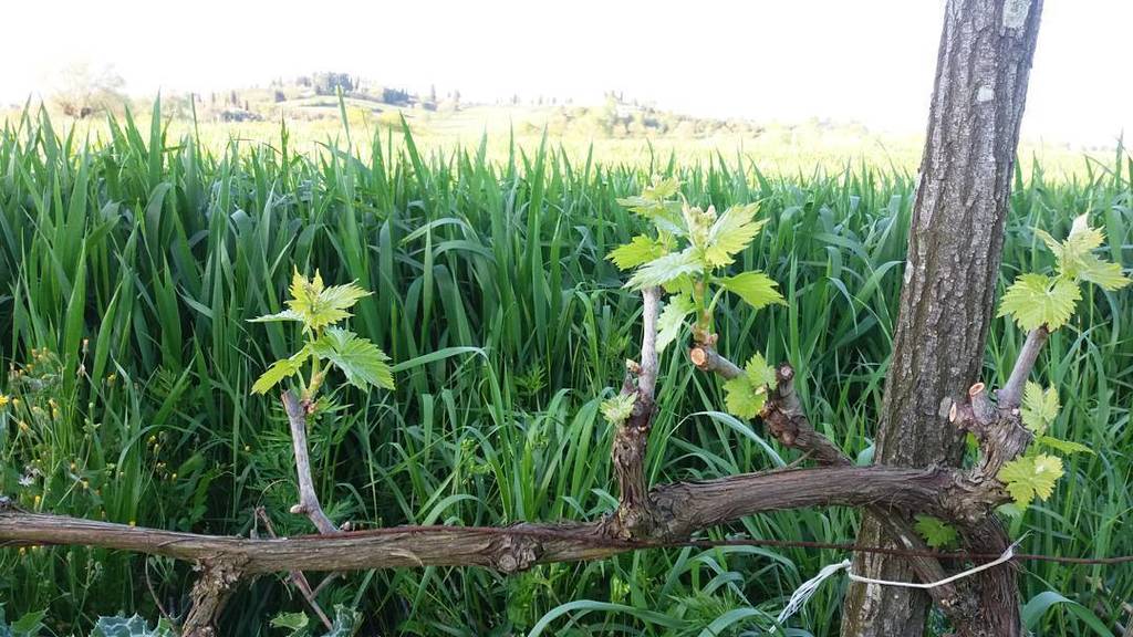 WeTuscany's tweet image. #какоевсезеленое #вечердобрый #вечернее #унасвесна #springmood #goodevening #buonasera #tuscannature #nearthehome #…