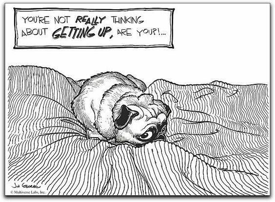 GuardthePug's tweet photo. Its sunday! We must sleep in. @GrimNReaperPugs @baileyk2013 @SouthernFrdPugs @TrunksThePug #sleepysunday https://t.co/zI6PSXB428