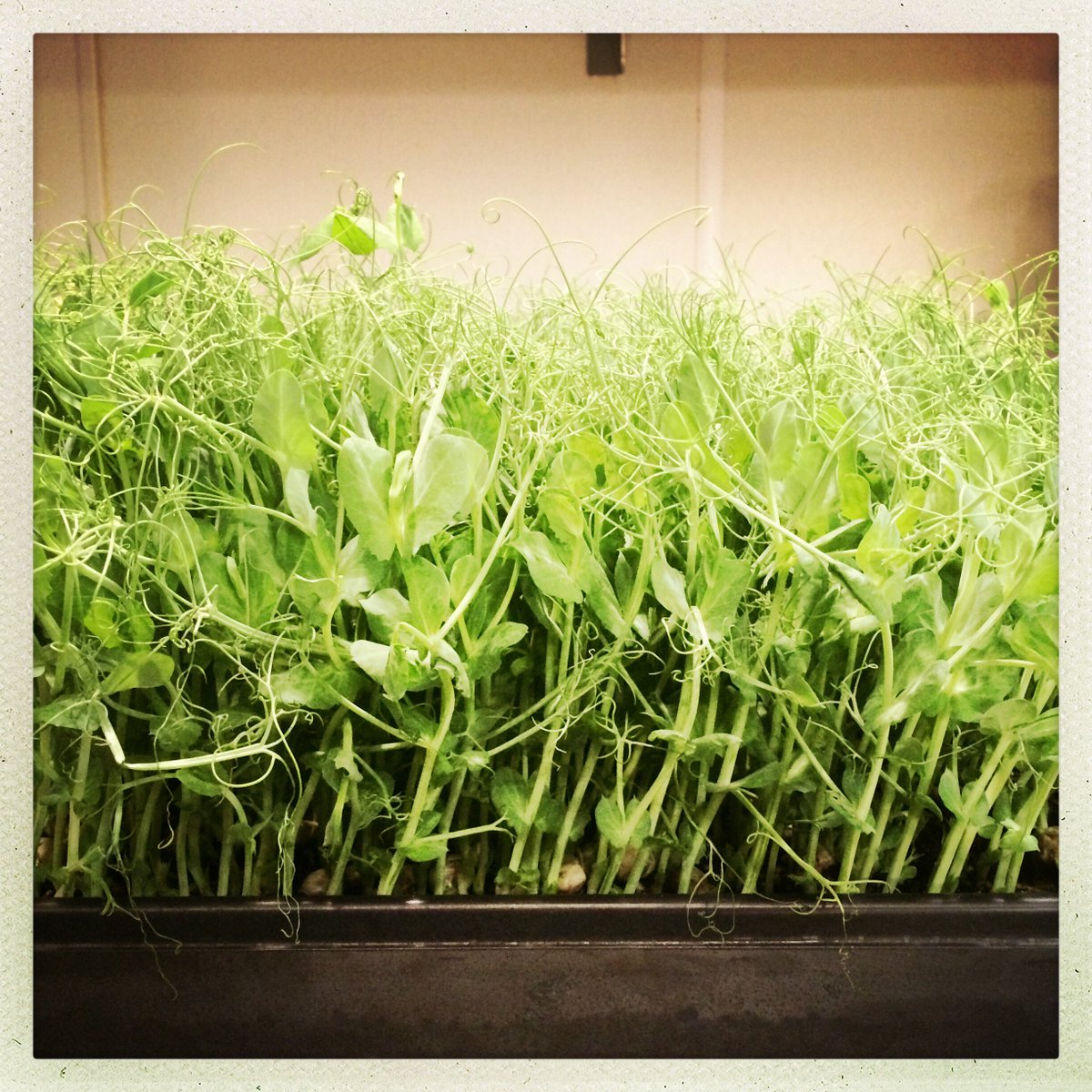 Micro Greens! 
#VonGreiff #FarmtoTable <a href="/Angelerest/">Angele Restaurant</a>