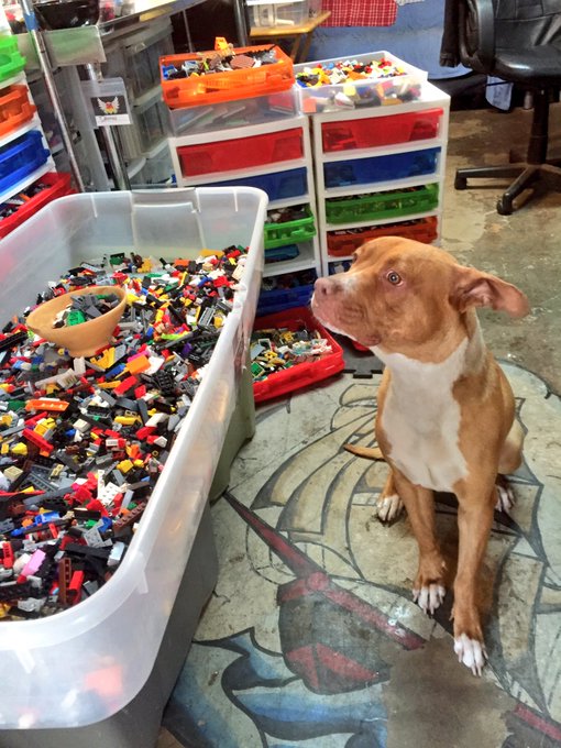 In case anyone wants a follow up on Maggie (previously Chloe) here she is helping her owner sort Legos