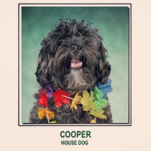 alphadeltfsu's tweet photo. Congrats to Alpha Delts brother of the week, Cooper! He has maintained a 3.8 gpa and can occasionally sit on command https://t.co/DfbIM6XLkO