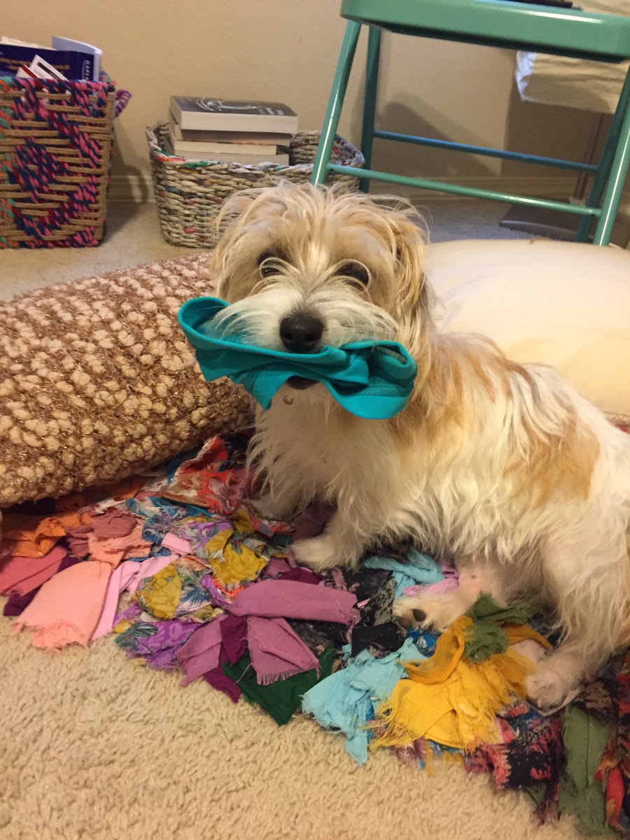 haleyhenshaw's tweet photo. Happy nat'l sib day to somedog who loves @lululemon as much as I do https://t.co/mRWuxOYr5b