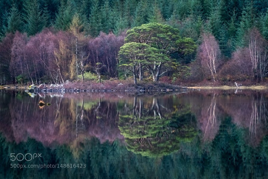 ZaibatsuPlanet's tweet photo. Good Morning Deer by AlisterBenn #photo https://t.co/ZWW4Q66BO9