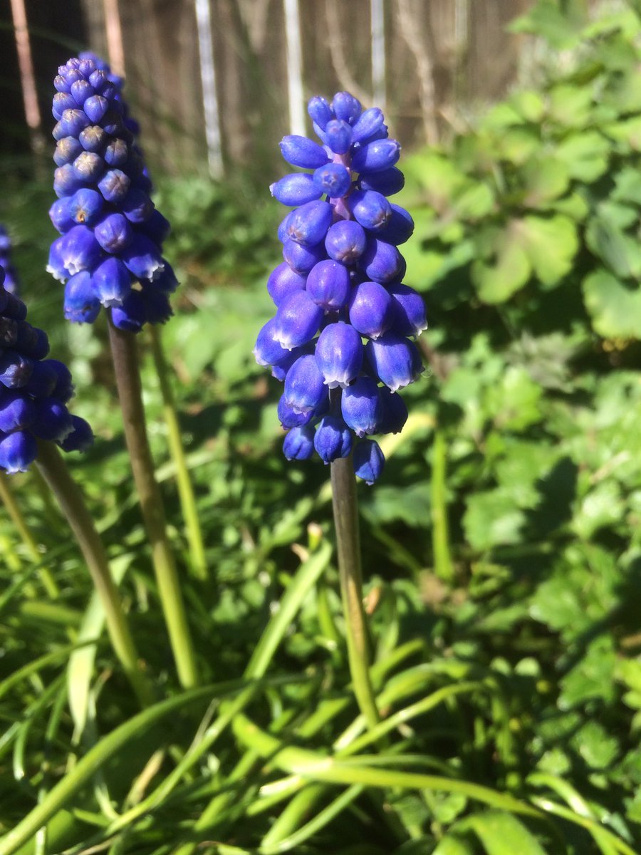 TaraR771's tweet photo. #Spring #mygarden #bluenotpurple https://t.co/bFRZLnXN49