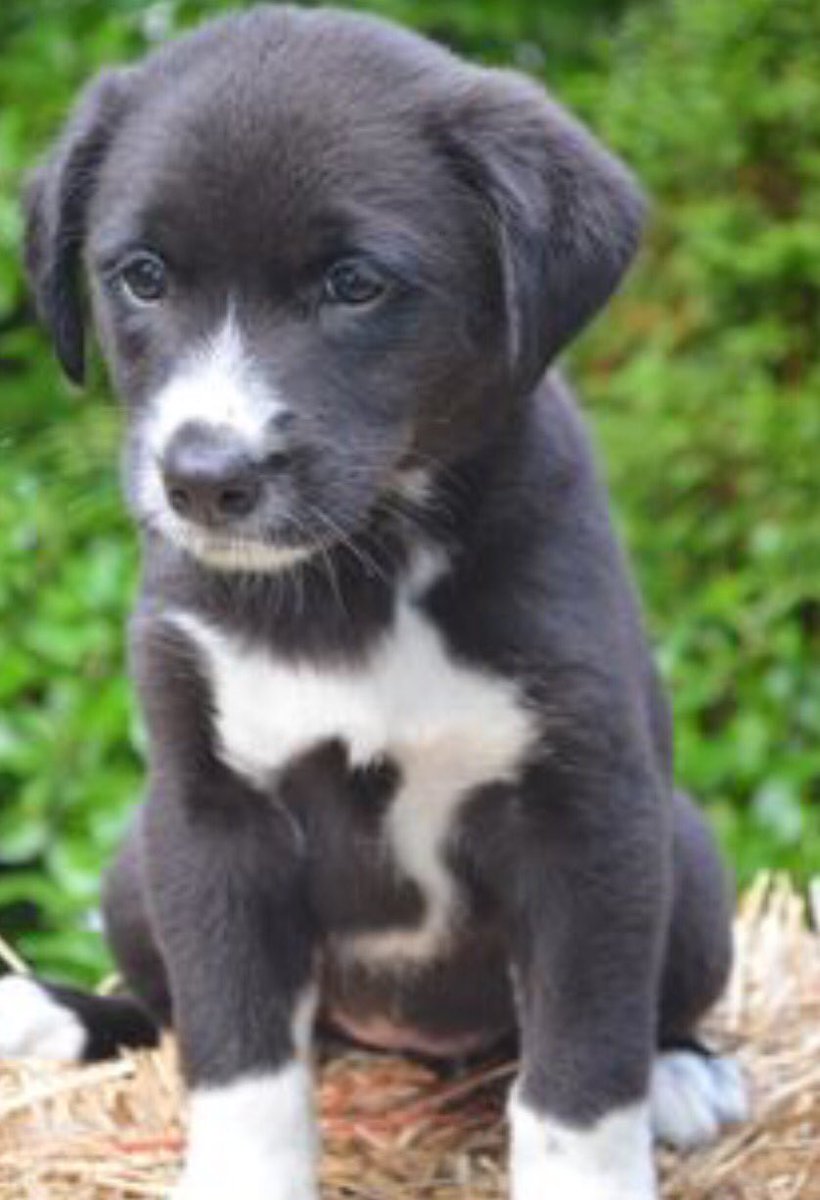 TorridThreads's tweet image. That's it..... IM BUYING A DOG