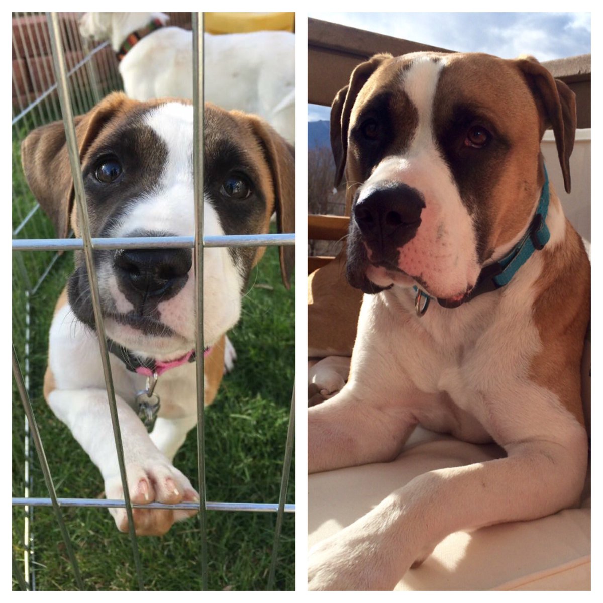 DoOverDogs's tweet photo. Our sweet Delilah! She went from death row to a fairy tail ending! She is no one year old! #safe #puppytodog #love https://t.co/X6bBGrmzbk