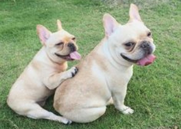 Frenchie Junior is Stalking Senior frenchbulldogfanclub.com/french-bulldog…