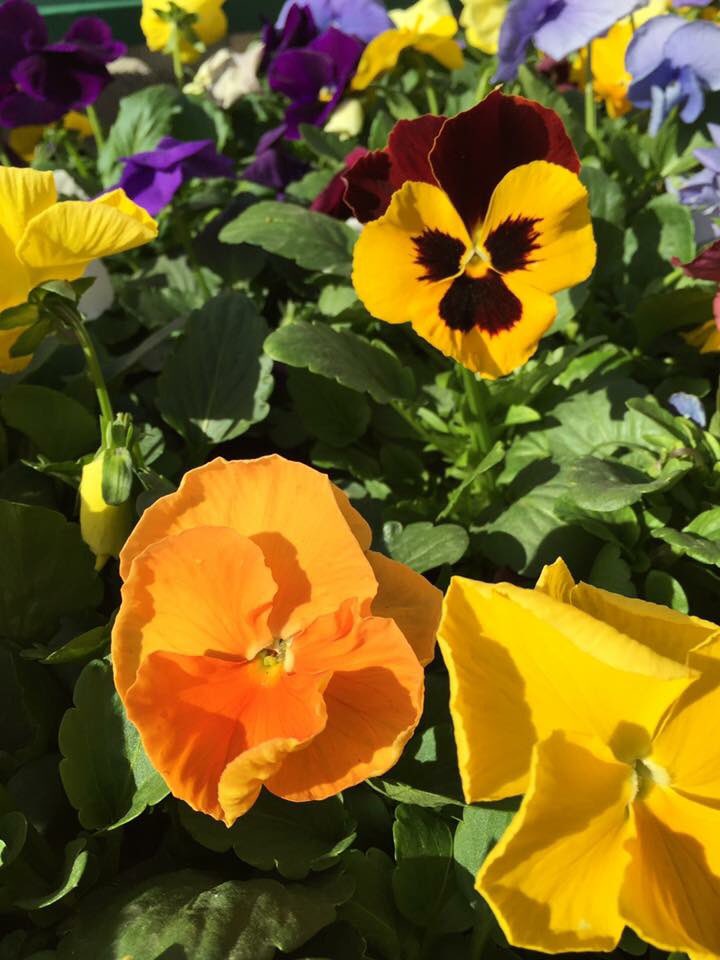 WE ARE OPEN! Come see us for early spring plants you can have now for cool weather COLOR🌸