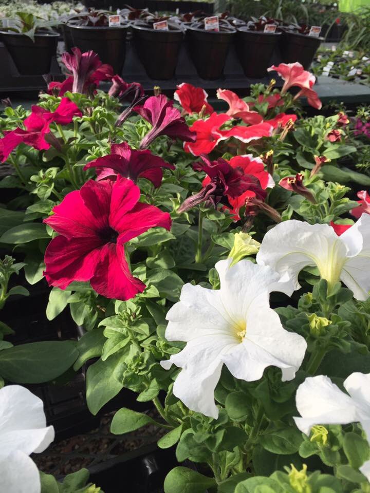 halings_kc's tweet photo. WE ARE OPEN! Come see us for early spring plants you can have now for cool weather COLOR🌸 https://t.co/iKg0LDcs3N