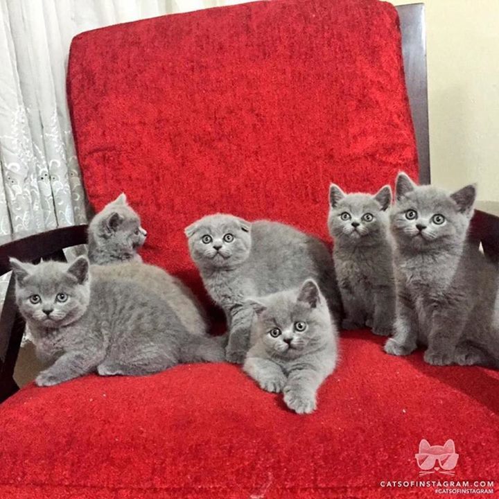 NehaberSosyal's tweet photo. Şirin Kedi Köşesinde Bugün... https://t.co/fy00uYtQ3a