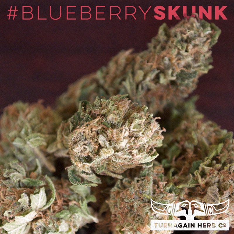 TurnagainHerbCo's tweet photo. Meet #BlueberrySkunk: #indica dom #hybrid. Moderate #THC, low #CBD. Good Intro #strain to #sativas. #THCo #mmj https://t.co/GVU8ZCQWvx