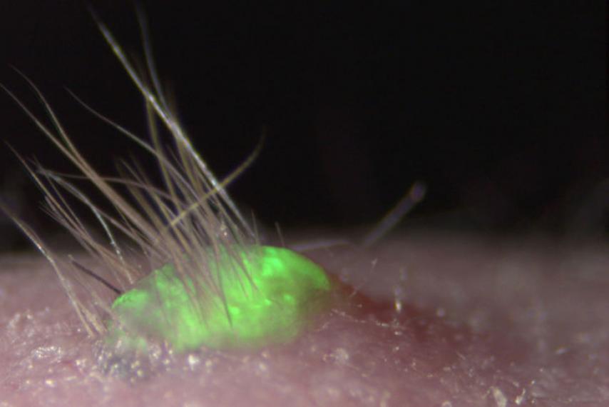 Newsweek's tweet photo. How artificial skin could end testing on animals https://t.co/Hk0pG1dY4i https://t.co/wQ73uGxa22