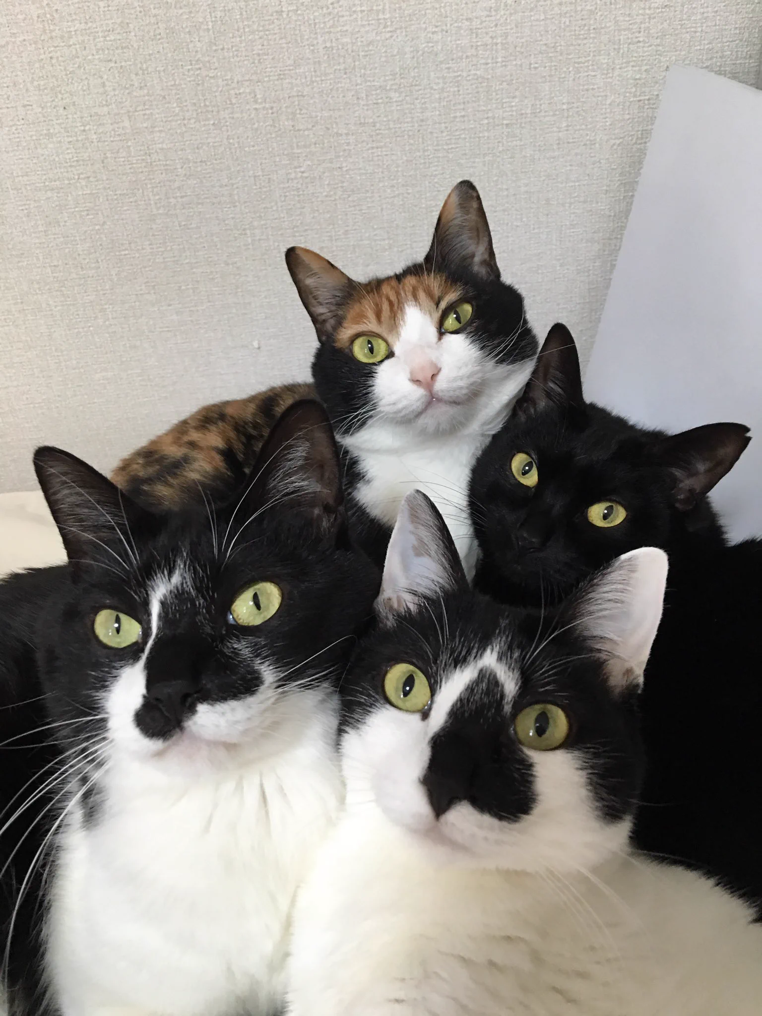 おかえりニャさい！ご主人様の帰宅が嬉しい猫さん達の圧力がすごすぎる件ｗｗｗ