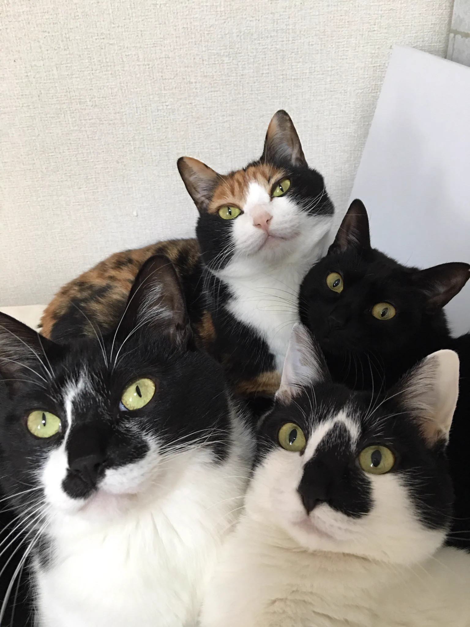 おかえりニャさい！ご主人様の帰宅が嬉しい猫さん達の圧力がすごすぎる件ｗｗｗ