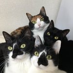 おかえりニャさい!ご主人様の帰宅が嬉しい猫さん達の圧力がすごすぎる件!