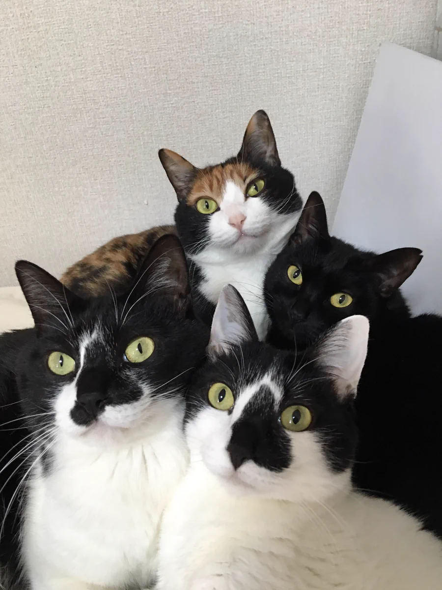おかえりニャさい！ご主人様の帰宅が嬉しい猫さん達の圧力がすごすぎる件ｗｗｗ