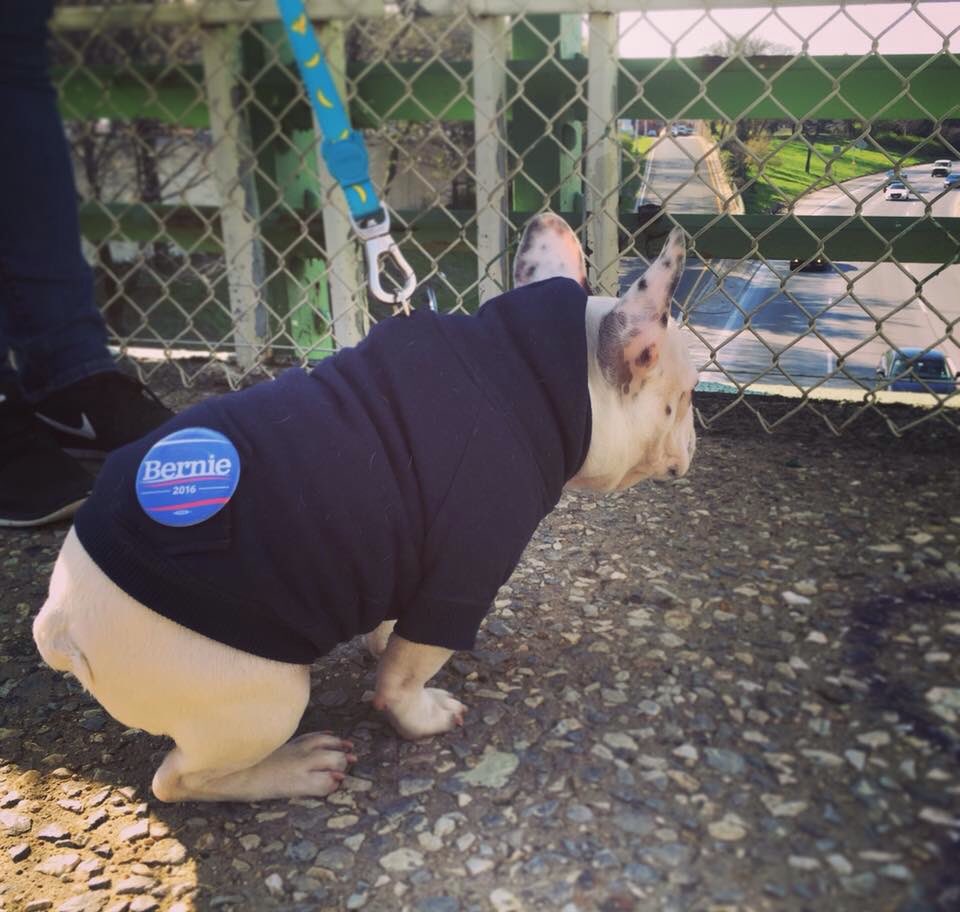 BKforBernie's tweet photo. Brooklyn you are too damn much sometimes ๐
#BarkForBernie #FeelTheBern https://t.co/DybXnXS5Y8