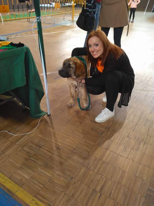 mascotall's tweet photo. Esta cachorrita de mastin de cuatro meses y medio fue finalmente adoptada.  Que seas muy feliz pequeña!!!!. https://t.co/TDuo4whvyV