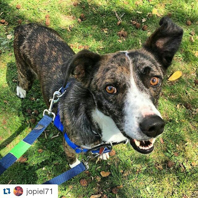 MemphisHumane's tweet photo. #Repost @jopiel71
・・・
Handsome #adoptable Asgard! Come meet him at Overton Park! #hsmsc @memphishumane https://t.co/n0Adc5OESn