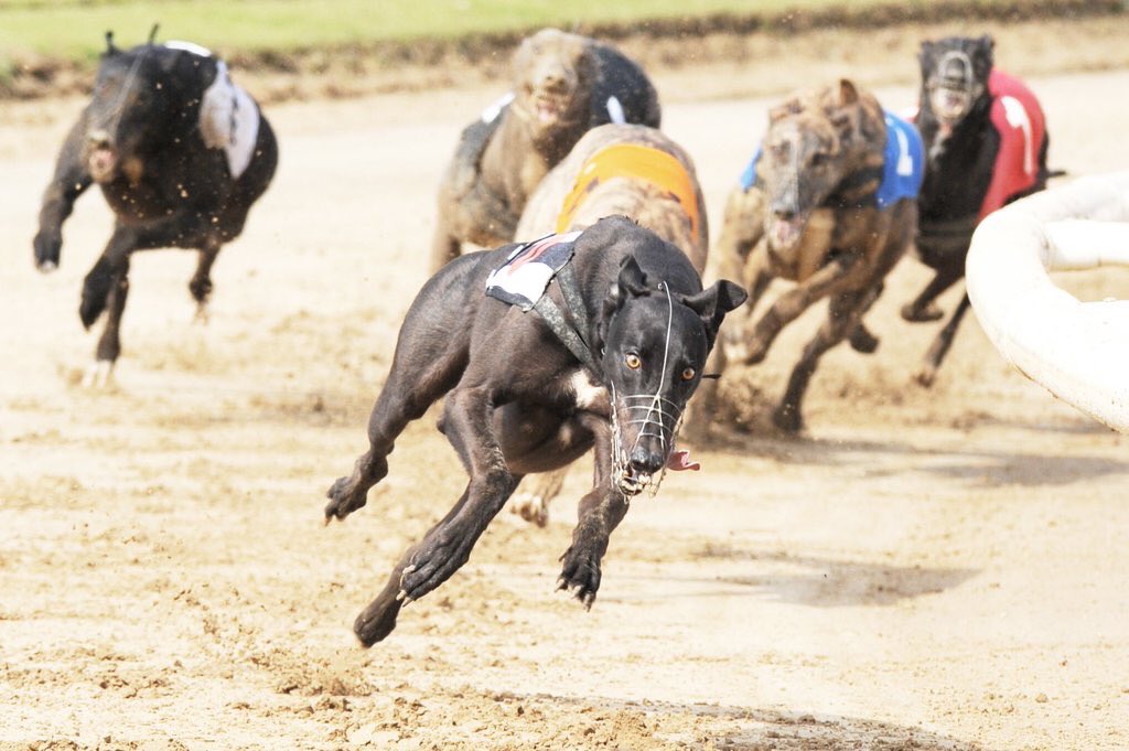 GreyhoundBid's tweet photo. 📒 | Q&amp;A | Our latest interview is up on site, we spoke to top owner John White (@driverjw) 
https://t.co/aarT42olUT https://t.co/kCgagZFHmA