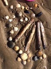 hughzee75's tweet photo. Spring shell flowers by Connie & Archie #natural #materials #springhomework @ysgolbryncoch @nursery_bc https://t.co/NQVIXm9inD