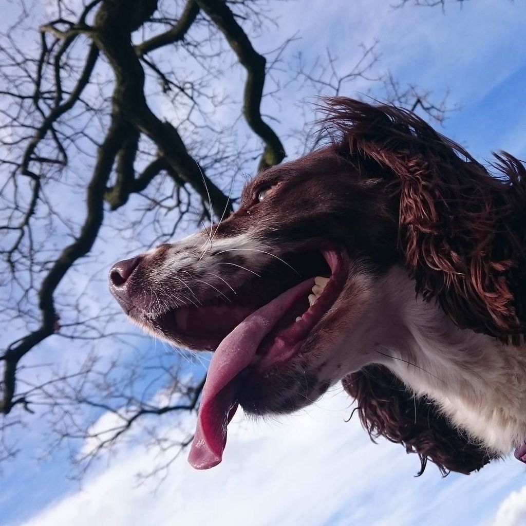 NicsNotebook's tweet photo. Taking a break from chasing squirrels in the park earlier (Holly, not me!) 😄 🐶 #springersp… https://t.co/qI1sjxklMP https://t.co/EslkabEFHC