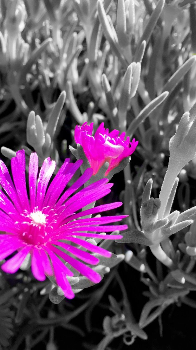 April showers... #BloominNevadaDesert
buff.ly/20sRUOo