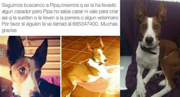 LostAnimales's tweet photo. #Badajoz Perro perdido! https://t.co/UQOT41UlGp