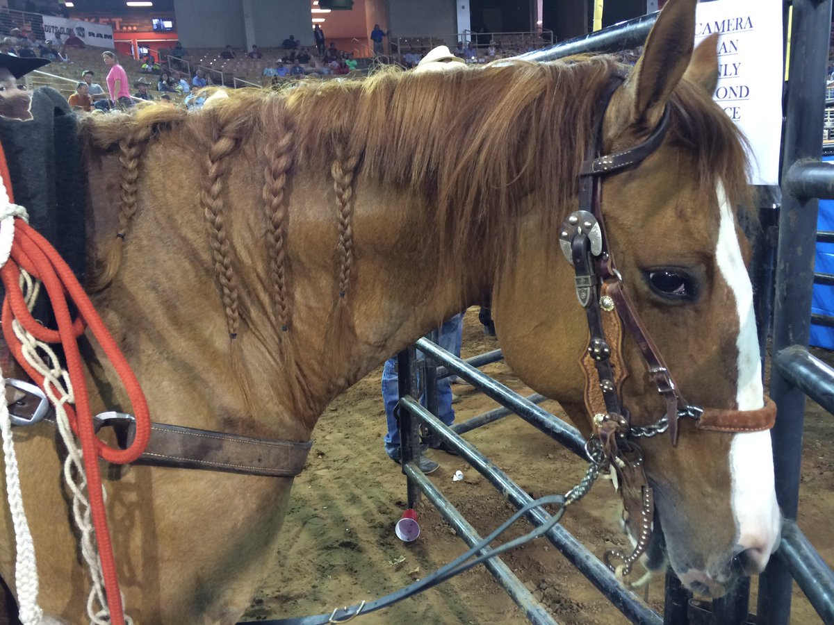 RNCFR's tweet photo. Looks like someone's horse has a @Pinterest account. #RNCFR #Kissimmee https://t.co/jkvwWNujLJ