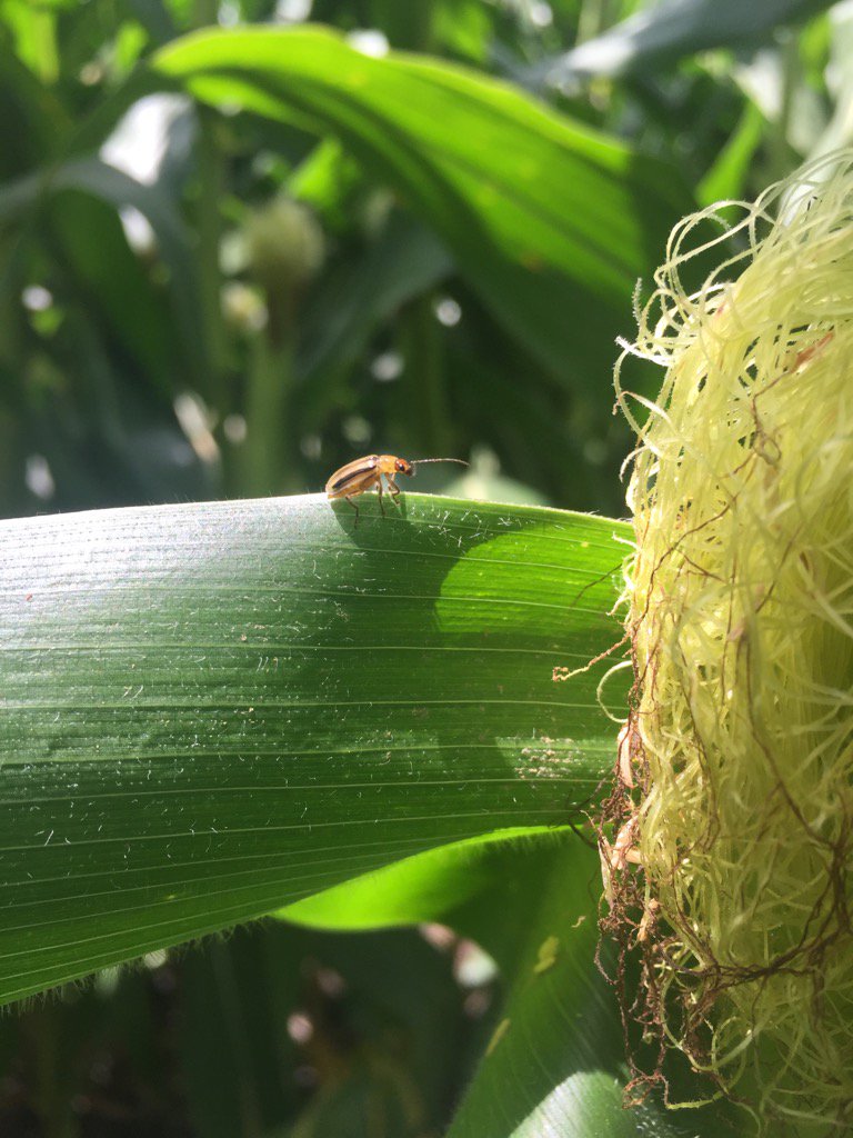 sreihm's tweet photo. This is a Western Corn Rootworm beetle. Bt traits help farmers manage this pest. #WIUAgLife .@WIUAg https://t.co/zO80eM9rai