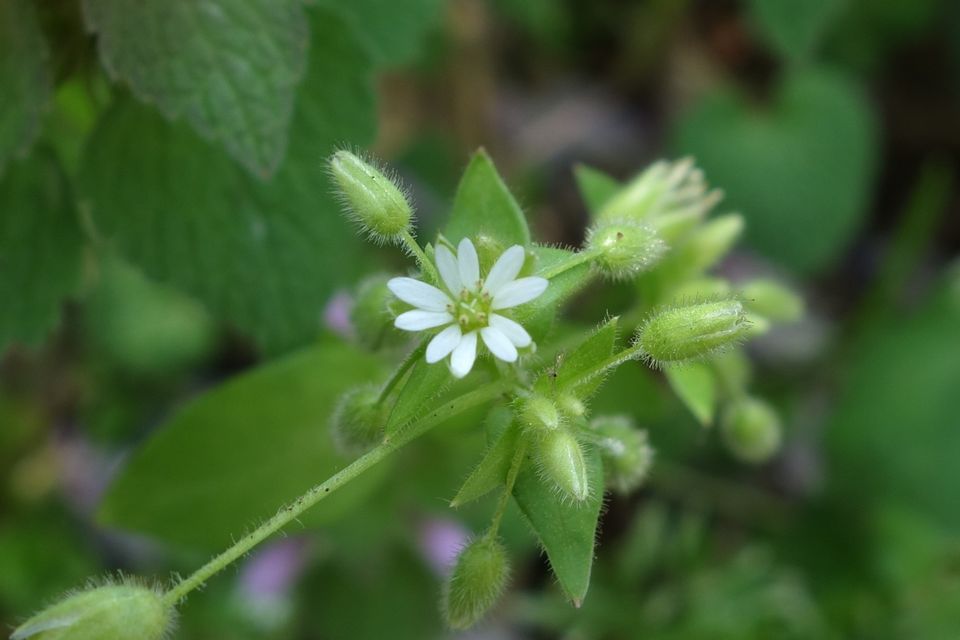 Kantaterada ハコベ Stellaria の花 ラテン語で星の意とつながるこの小さな花は 通り名が日本語 ヒヨコグサ と英語 Chickweet ひよこの草 でも一致しています 小鳥が好む草として 古来より親しまれていたことが想像されて参ります T Co