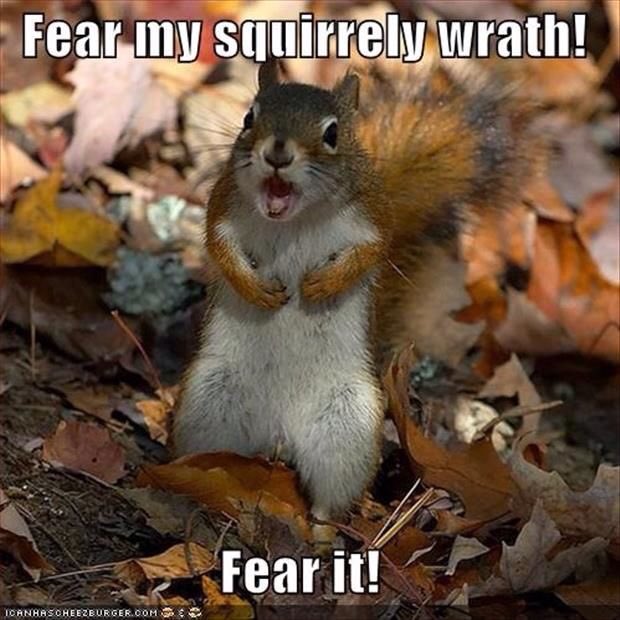 NUSquirrel's tweet photo. Me when I'm hungry and someone walks out of Gally with fries. 🍟 #NUSquirrel #CuteButFierce #SquirrelProblems https://t.co/y1W6Dnwfnm