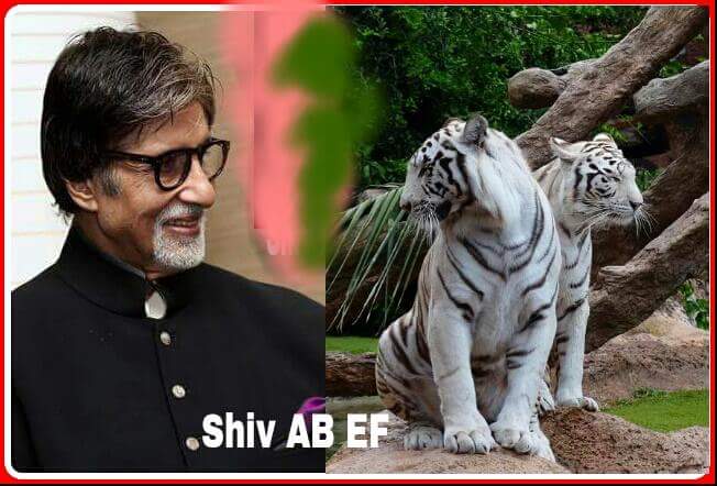 bigb21bigbshiv's tweet photo. @SrBachchan Love Tiger https://t.co/kNZlFNKPHT