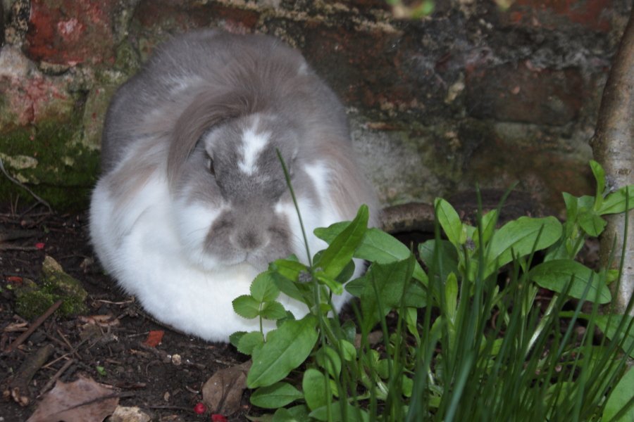 Bunny_Blogs's tweet photo. At last our pic from today! #RestingRabbits https://t.co/lWQ5l3TkWX